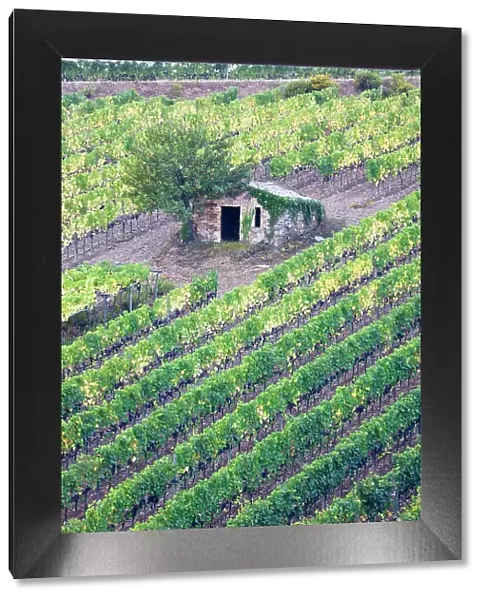 Italy, Tuscany. Vineyard with grapes on the vine and small shed in the field. Date: 21-09-2010