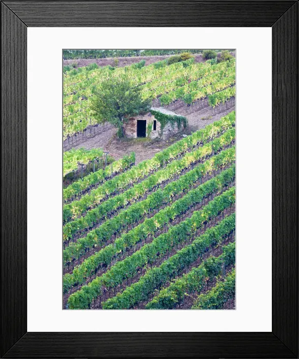 Framed Print : Italy, Tuscany. Vineyard with grapes on the vine and small shed in the field. Date: 21-09-2010 Framed Print : Italy, Tuscany. Vineyard with grapes on the vine and small shed in the field. Date: 21-09-2010