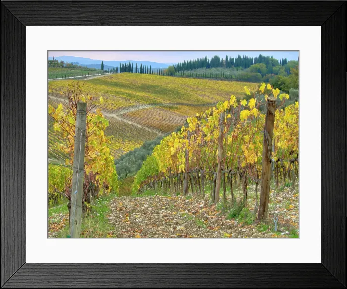 Framed Print : Italy, Tuscany. Vineyard near Radda in Chianti in the fall. Date: 09-11-2016