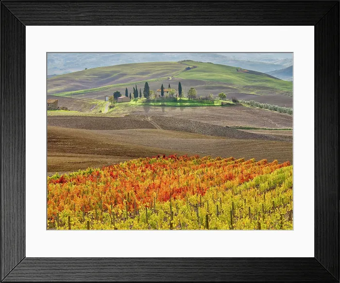 Framed Print : Italy, Tuscany. Colorful vineyard in autumn. Date: 12-11-2016 Framed Print : Italy, Tuscany. Colorful vineyard in autumn. Date: 12-11-2016