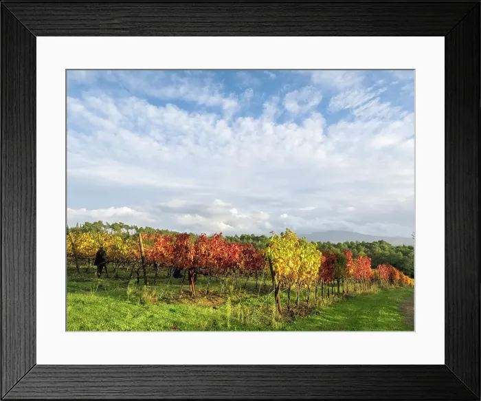Framed Print : Italy, Tuscany. Colorful vineyards in autumn with blue skies and clouds. Date: 11-11-2016 Framed Print : Italy, Tuscany. Colorful vineyards in autumn with blue skies and clouds. Date: 11-11-2016