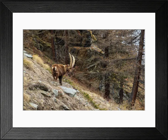 Framed Print : Alpine ibex (capra ibex), Valsavarenche, Gran Paradiso National Park, Aosta Valley, Italy. Date: 27-04-2019 Framed Print : Alpine ibex (capra ibex), Valsavarenche, Gran Paradiso National Park, Aosta Valley, Italy. Date: 27-04-2019