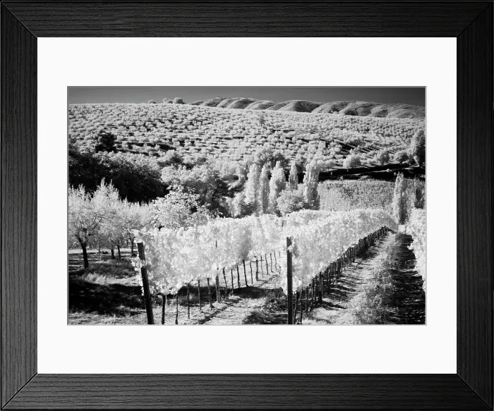 Framed Print : Italy Tuscany, Infrared image of vineyards in southern Tuscany. Date: 03-10-2011 Framed Print : Italy Tuscany, Infrared image of vineyards in southern Tuscany. Date: 03-10-2011