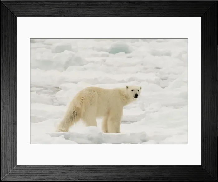 Framed Print : Polar bear (Ursus maritimus), Polar Ice Cap, north of Spitsbergen, Norway. Date: 05-06-2018 Framed Print : Polar bear (Ursus maritimus), Polar Ice Cap, north of Spitsbergen, Norway. Date: 05-06-2018