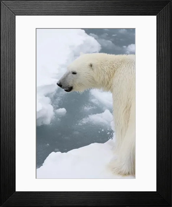 Framed Print : Polar bear (Ursus maritimus), Polar Ice Cap, north of Spitsbergen, Norway. Date: 05-06-2018 Framed Print : Polar bear (Ursus maritimus), Polar Ice Cap, north of Spitsbergen, Norway. Date: 05-06-2018