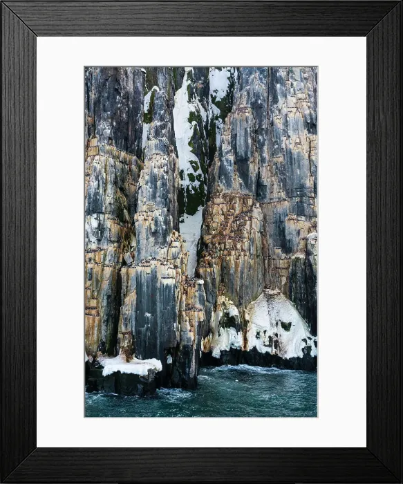 Framed Print : Brunnich's Guillemots (Uria lomvia), Alkefjellet, Spitsbergen, Svalbard Islands, Norway. Date: 08-06-2018 Framed Print : Brunnich's Guillemots (Uria lomvia), Alkefjellet, Spitsbergen, Svalbard Islands, Norway. Date: 08-06-2018