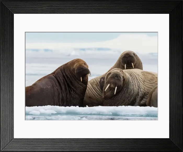 Framed Print : Atlantic walruses (Odobenus rosmarus), Vibebukta, Austfonna, Nordaustlandet, Svalbard Islands, Norway. Date: 09-06-2018 Framed Print : Atlantic walruses (Odobenus rosmarus), Vibebukta, Austfonna, Nordaustlandet, Svalbard Islands, Norway. Date: 09-06-2018