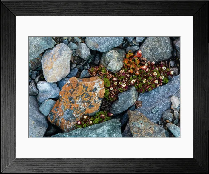 Framed Print : Tufted saxifrage {Saxifraga cepitosa}, in flower. Date: 12-06-2018 Framed Print : Tufted saxifrage {Saxifraga cepitosa}, in flower. Date: 12-06-2018