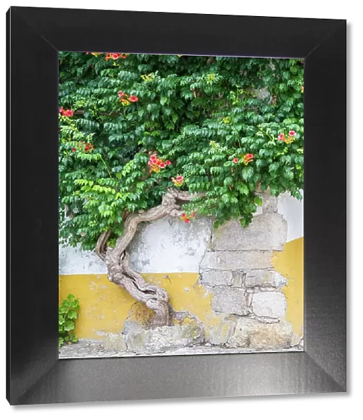 Portugal, Obidos. Large trumpet vine growing against a wall in the streets of Obidos. Date: 02-07-2019
