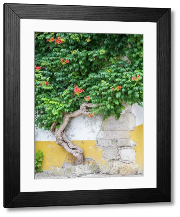 Framed Print : Portugal, Obidos. Large trumpet vine growing against a wall in the streets of Obidos. Date: 02-07-2019 Framed Print : Portugal, Obidos. Large trumpet vine growing against a wall in the streets of Obidos. Date: 02-07-2019