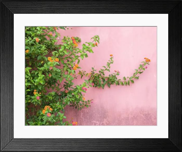 Framed Print : Portugal, Obidos. Colorful lantana vine growing against a pink wall. Date: 02-07-2019 Framed Print : Portugal, Obidos. Colorful lantana vine growing against a pink wall. Date: 02-07-2019