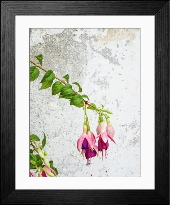 Framed Print : Portugal, Obidos. Colorful fuchsia hanging against an old white wall. Date: 03-07-2019 Framed Print : Portugal, Obidos. Colorful fuchsia hanging against an old white wall. Date: 03-07-2019