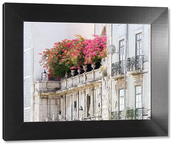 Portugal, Lisbon. Colorful Bougainvillea trailing over balcony of white building. Date: 14-07-2019