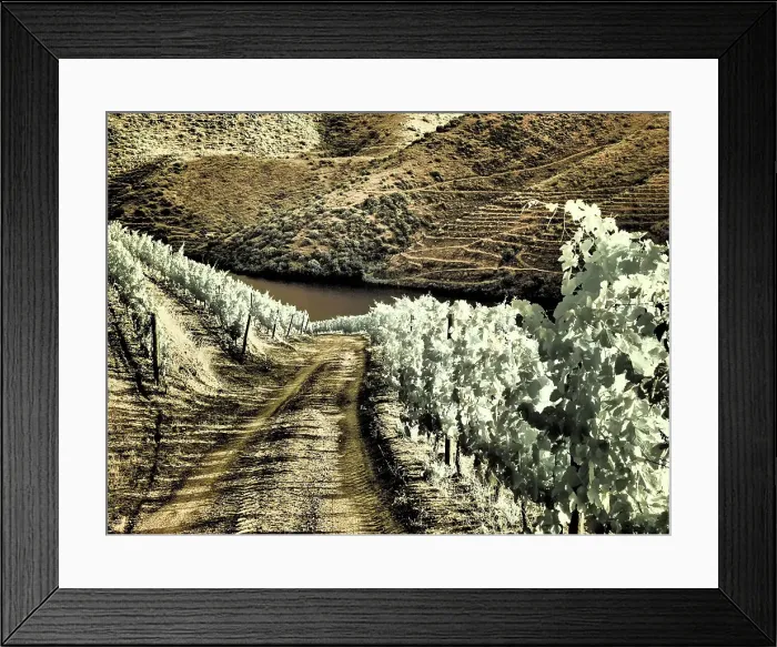Framed Print : Portugal, Douro Valley. Backcountry road through the vineyards Date: 07-07-2019 Framed Print : Portugal, Douro Valley. Backcountry road through the vineyards Date: 07-07-2019