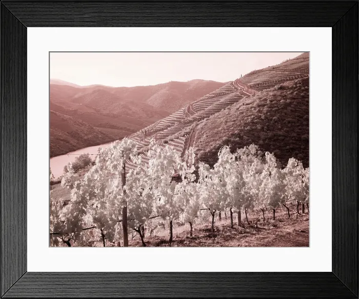 Framed Print : Portugal, Douro Valley. Vineyards draping the hills Date: 07-07-2019 Framed Print : Portugal, Douro Valley. Vineyards draping the hills Date: 07-07-2019