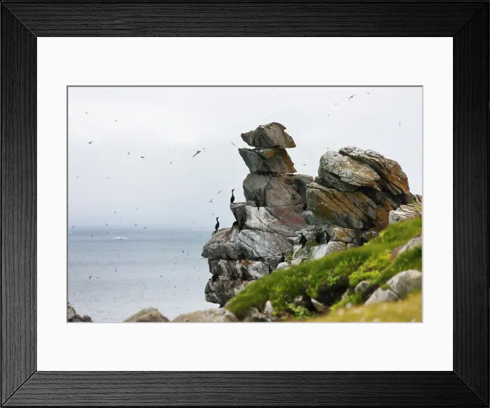 Framed Print : Cormorants and seagulls on rock pile, Kolyuchin Island, once an important Russian Polar Research Station, Bering Sea, Russian Far East Date: 28-07-2012 Framed Print : Cormorants and seagulls on rock pile, Kolyuchin Island, once an important Russian Polar Research Station, Bering Sea, Russian Far East Date: 28-07-2012