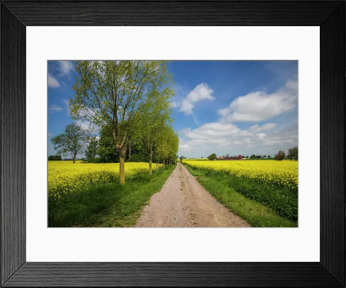 Framed Print : Southern Sweden, Boste lage, country road with yellow flowers, springtime Date: 23-05-2019 Framed Print : Southern Sweden, Boste lage, country road with yellow flowers, springtime Date: 23-05-2019