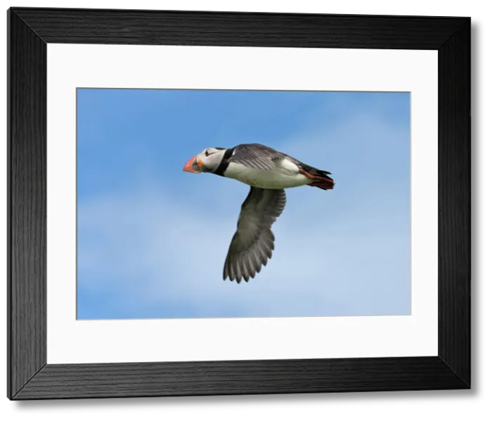 Framed Print : Atlantic Puffin (Fratercula arctica) flying, Northumberland, UK Date: 12-06-2012 Framed Print : Atlantic Puffin (Fratercula arctica) flying, Northumberland, UK Date: 12-06-2012