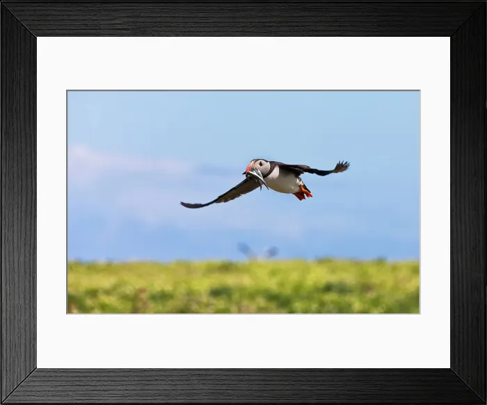 Framed Print : Atlantic Puffin (Fratercula arctica) flying and carrying fish in its beak, Northumberland, UK Date: 12-06-2012 Framed Print : Atlantic Puffin (Fratercula arctica) flying and carrying fish in its beak, Northumberland, UK Date: 12-06-2012