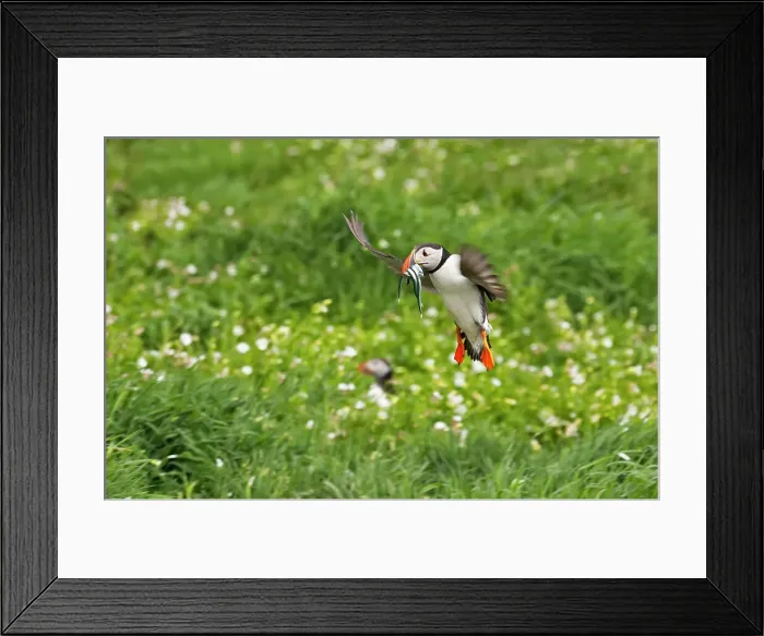 Framed Print : Atlantic Puffin (Fratercula arctica) flying over the meadow carrying fish in its beak, Northumberland, UK Date: 12-06-2012 Framed Print : Atlantic Puffin (Fratercula arctica) flying over the meadow carrying fish in its beak, Northumberland, UK Date: 12-06-2012
