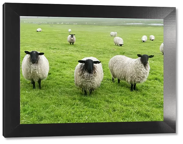 Blackface ewe, Northumberland, England, UK Date: 15-06-2012