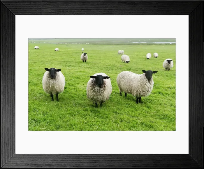 Framed Print : Blackface ewe, Northumberland, England, UK Date: 15-06-2012 Framed Print : Blackface ewe, Northumberland, England, UK Date: 15-06-2012