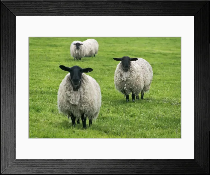 Framed Print : Blackface ewe, Northumberland, England, UK Date: 15-06-2012 Framed Print : Blackface ewe, Northumberland, England, UK Date: 15-06-2012