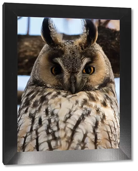 Long-eared owl (Asio otus), Kikinda, Serbia. Date: 29-01-2019