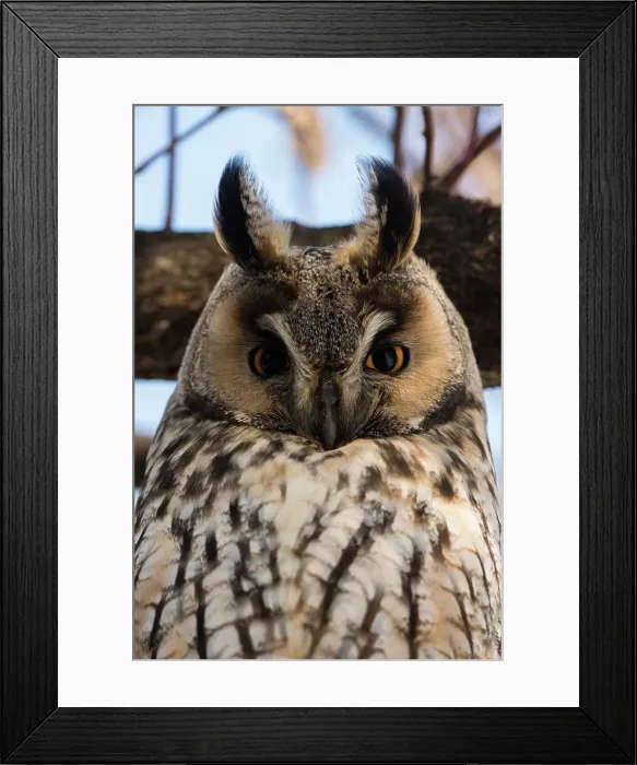 Framed Print : Long-eared owl (Asio otus), Kikinda, Serbia. Date: 29-01-2019 Framed Print : Long-eared owl (Asio otus), Kikinda, Serbia. Date: 29-01-2019