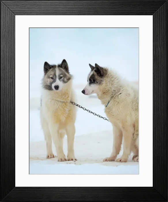 Framed Print : Sled dogs on sea ice during winter near Uummannaq in northern West Greenland beyond the Arctic Circle. Greenland, Danish territory Date: 07-03-2020
