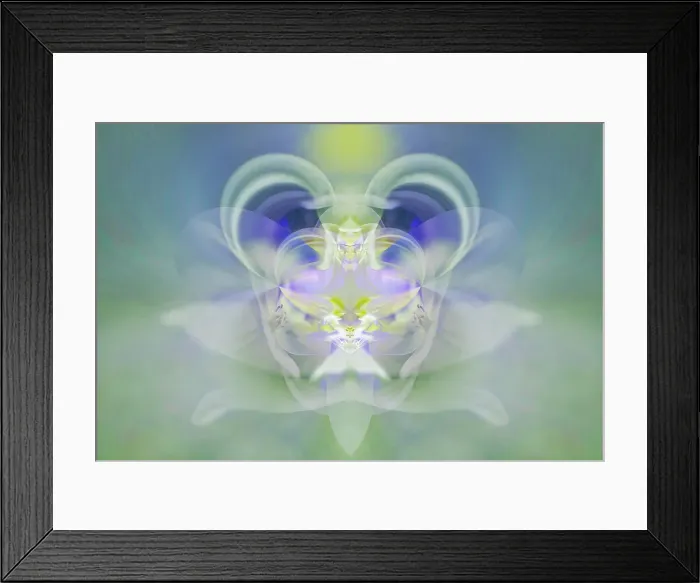 Framed Print : Star of Bethlehem Date: 08-02-2005 Framed Print : Star of Bethlehem Date: 08-02-2005