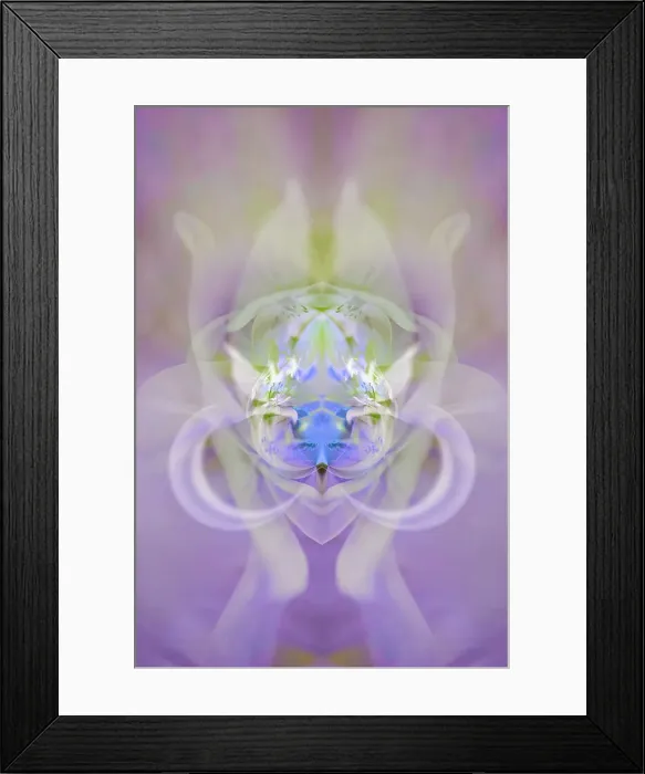 Framed Print : Star of Bethlehem and Iris in background Date: 08-02-2005 Framed Print : Star of Bethlehem and Iris in background Date: 08-02-2005