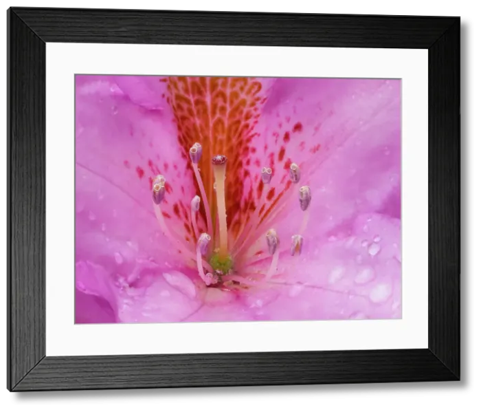 Framed Print : Rhododendron flower Date: 16-05-2020 Framed Print : Rhododendron flower Date: 16-05-2020
