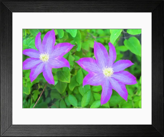 Framed Print : Purple clematis flowers. Date: 31-05-2015 Framed Print : Purple clematis flowers. Date: 31-05-2015