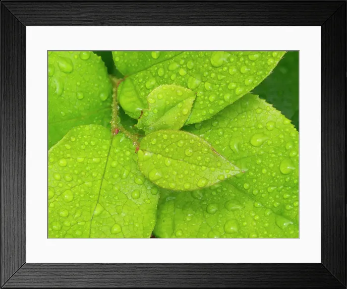 Framed Print : Water drops on Salal leaves Date: 12-07-2020