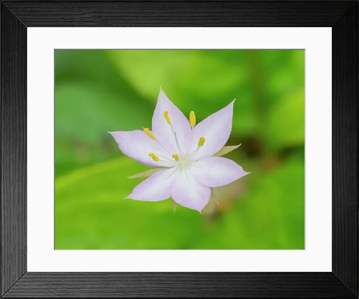 Framed Print : Star flower Date: 19-05-2020 Framed Print : Star flower Date: 19-05-2020