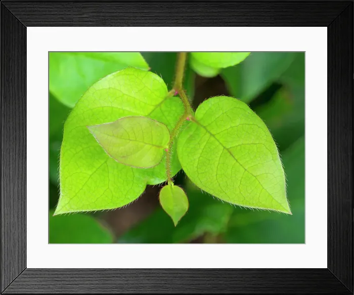 Framed Print : Salal leaves Date: 09-07-2020 Framed Print : Salal leaves Date: 09-07-2020