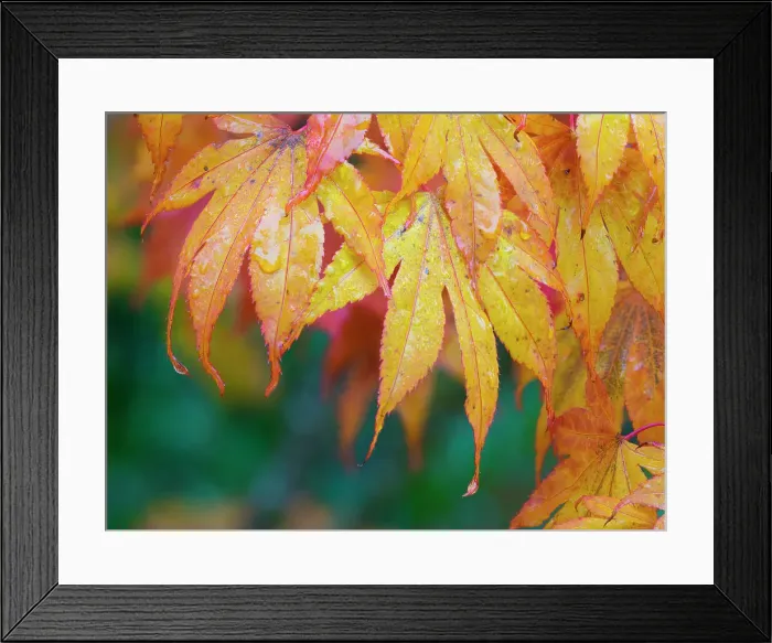 Framed Print : Maple leaves Date: 03-11-2020 Framed Print : Maple leaves Date: 03-11-2020