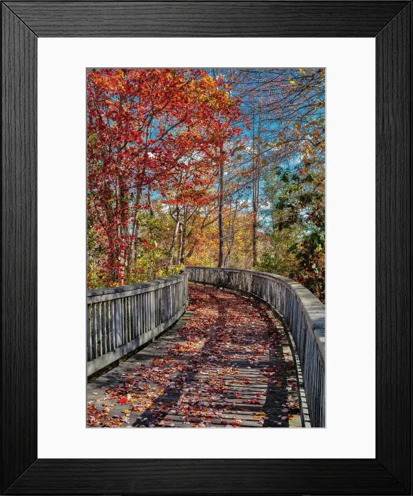 Framed Print : Wooden boardwalk in the autumn Date: 26-10-2019 Framed Print : Wooden boardwalk in the autumn Date: 26-10-2019