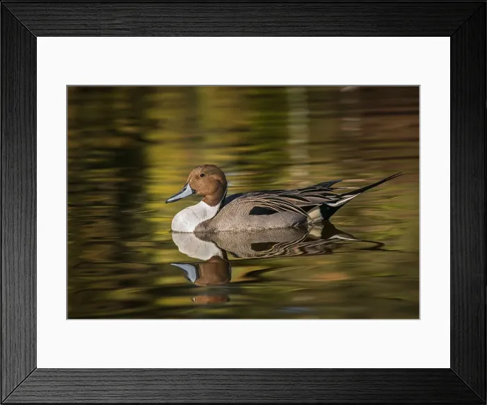 Framed Print : Pintail duck Date: 05-02-2005 Framed Print : Pintail duck Date: 05-02-2005