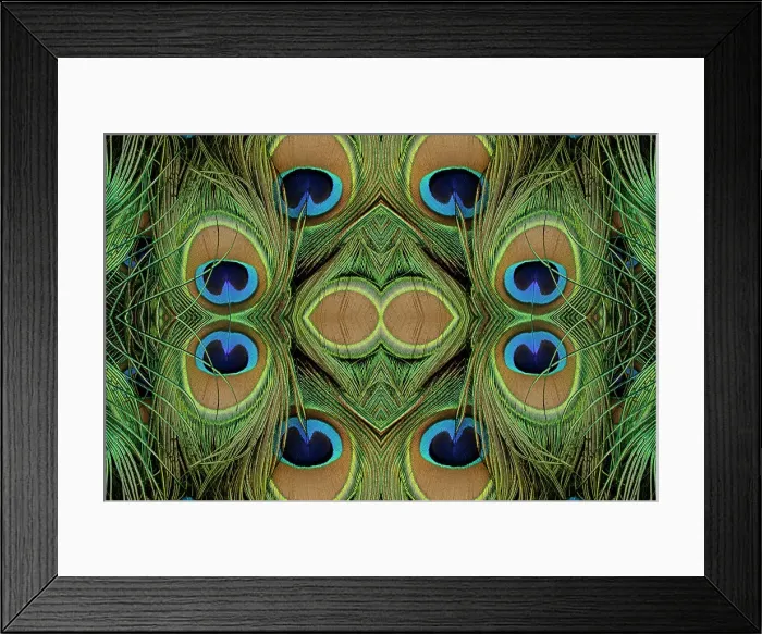 Framed Print : Peacock feathers. Date: 01-01-2000 Framed Print : Peacock feathers. Date: 01-01-2000