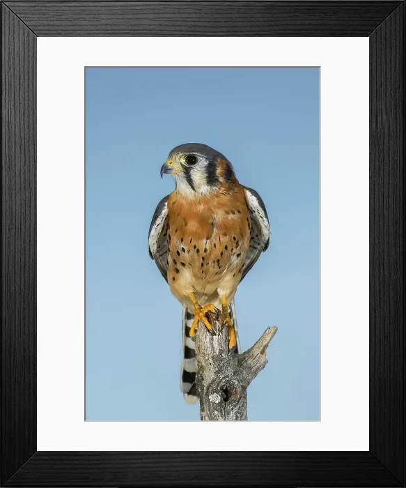 Framed Print : Male American Kestrel Date: 01-01-2000 Framed Print : Male American Kestrel Date: 01-01-2000