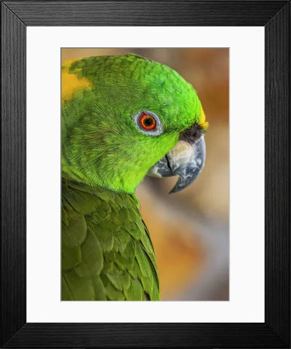 Framed Print : Yellow-napped Amazon parrot portrait. Date: 31-12-1999 Framed Print : Yellow-napped Amazon parrot portrait. Date: 31-12-1999