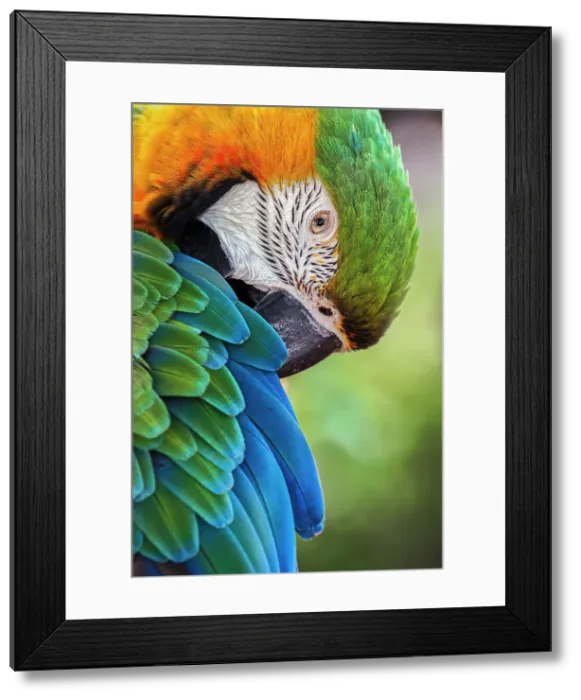 Framed Print : Blue and gold macaw Date: 31-12-1999 Framed Print : Blue and gold macaw Date: 31-12-1999