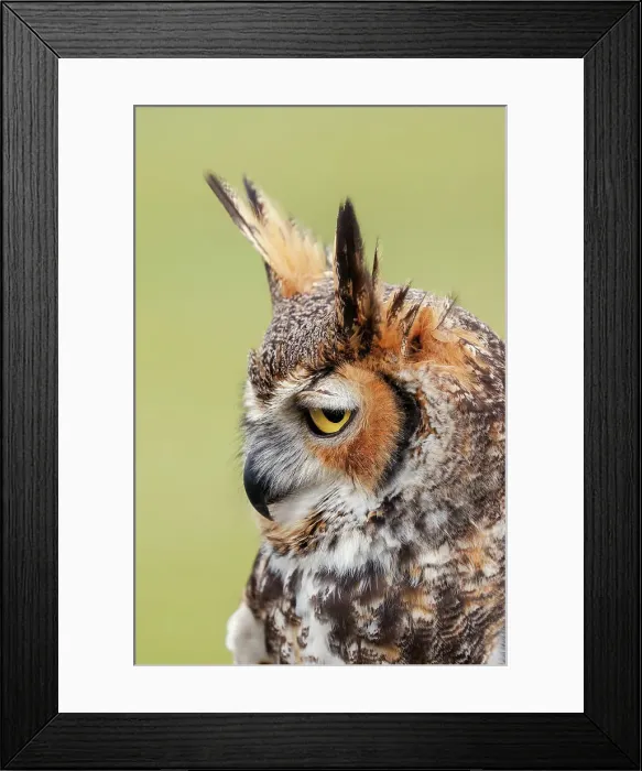 Framed Print : Great horned owl portrait Date: 20-02-2020