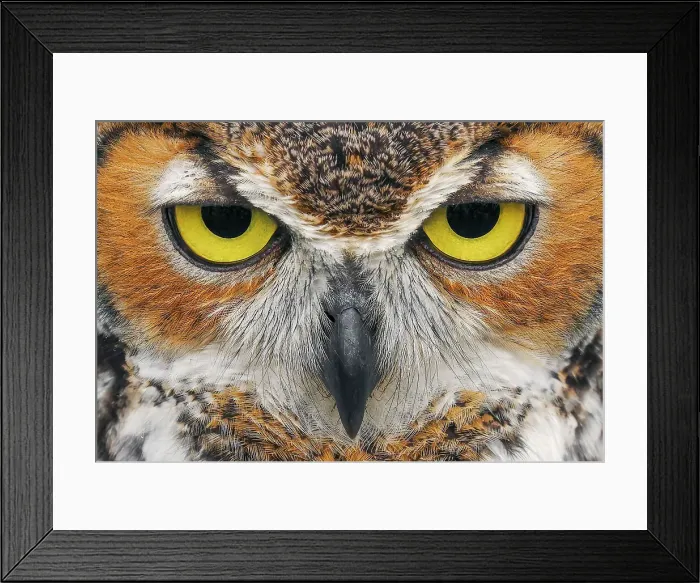 Framed Print : Close-up of Great horned owl Date: 20-02-2020 Framed Print : Close-up of Great horned owl Date: 20-02-2020