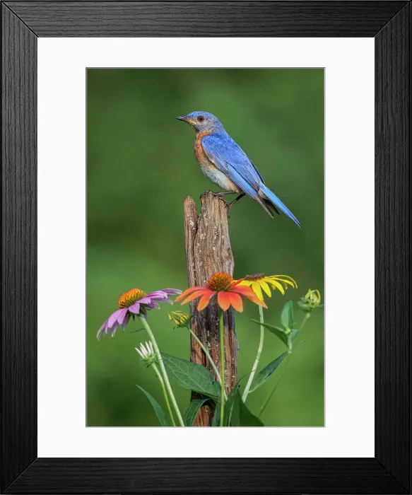 Framed Print : Male Eastern bluebird on old fence post with cone flowers Date: 19-07-2020 Framed Print : Male Eastern bluebird on old fence post with cone flowers Date: 19-07-2020