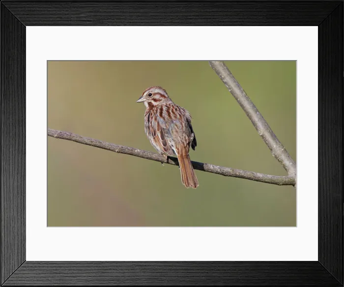 Framed Print : Song sparrow Date: 18-04-2021 Framed Print : Song sparrow Date: 18-04-2021