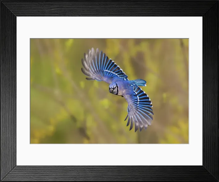 Framed Print : Blue jay flying Date: 18-04-2021 Framed Print : Blue jay flying Date: 18-04-2021