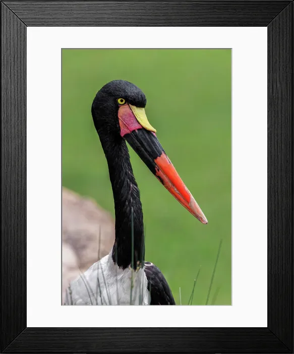 Framed Print : Female Saddle-billed stork Date: 07-06-2021 Framed Print : Female Saddle-billed stork Date: 07-06-2021